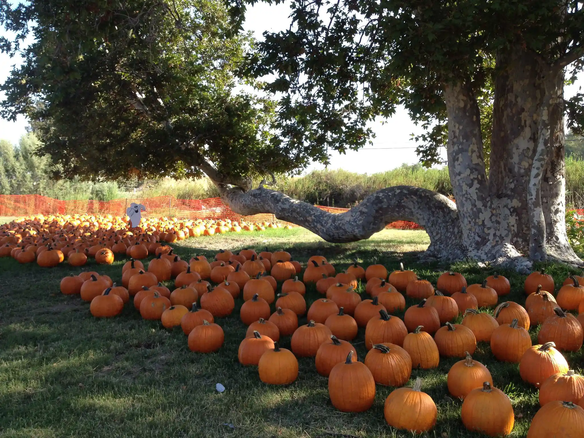 Joan’s Farm & Pumpkin Patch
